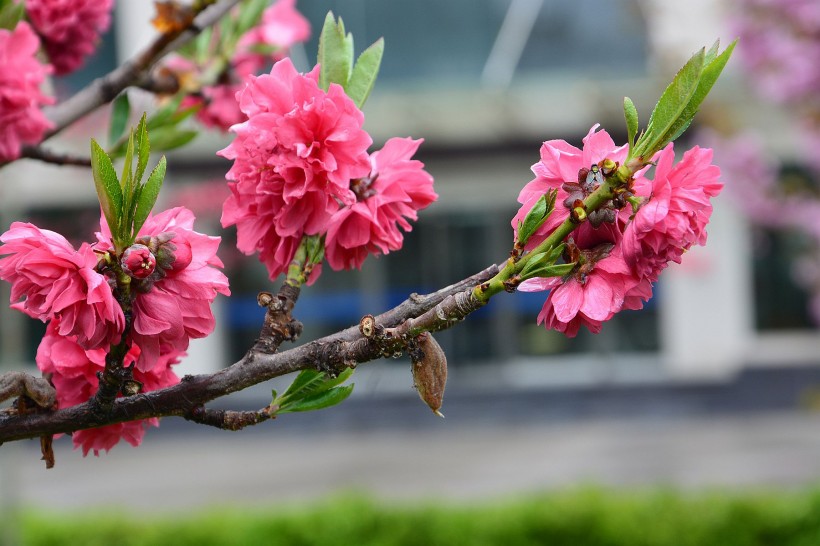 红色桃花图片