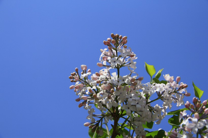 丁香花图片