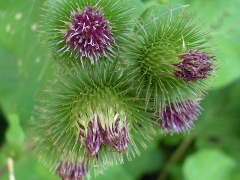 紫色藿香薊花卉圖片