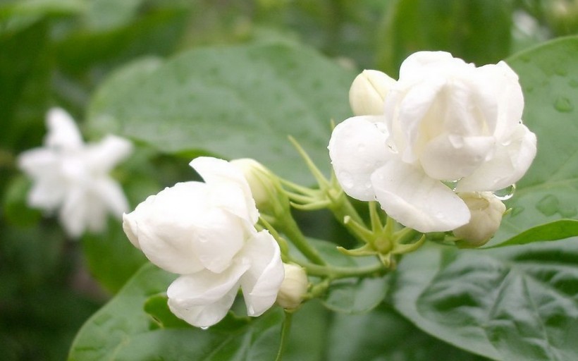 香气浓郁的茉莉花图片