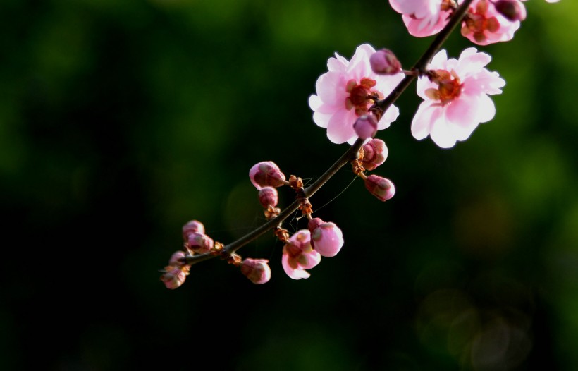 梅花图片