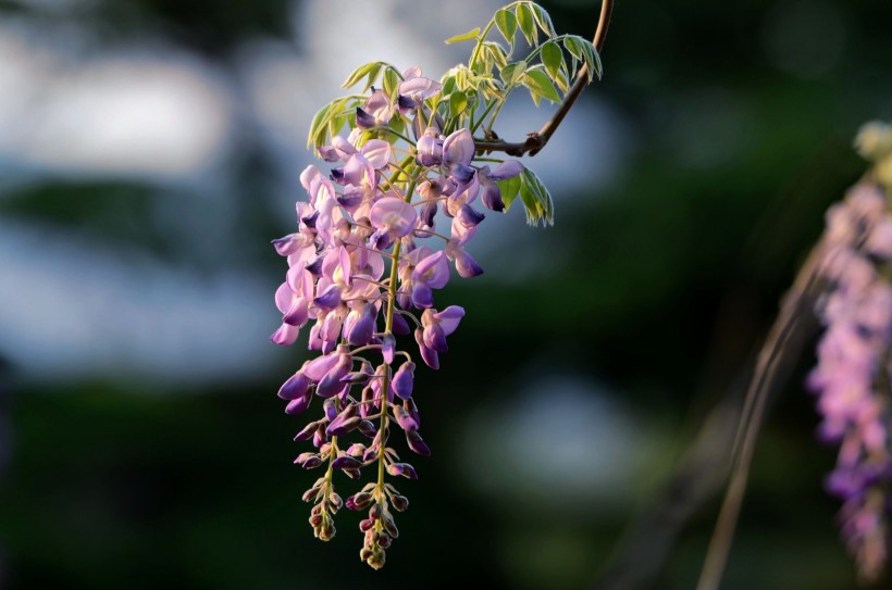 紫藤花圖片