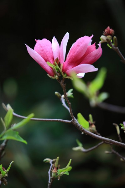 粉色玉兰花卉图片