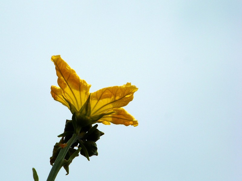 黃色絲瓜花圖片