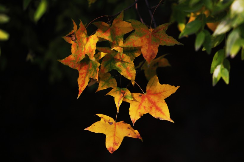 秋天萧瑟的枫叶图片