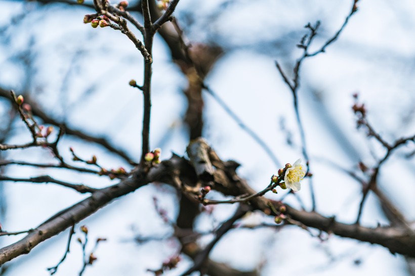 熱鬧開(kāi)放的梅花圖片