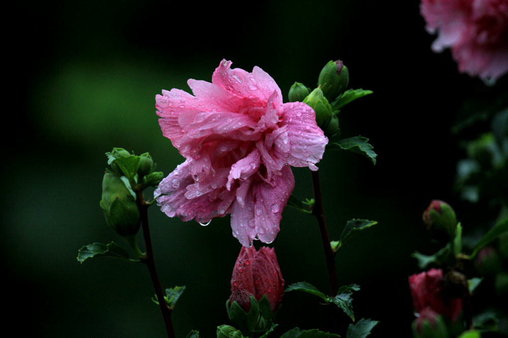 大雨后的木槿花