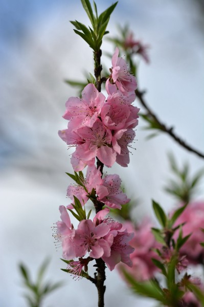 粉色桃花图片