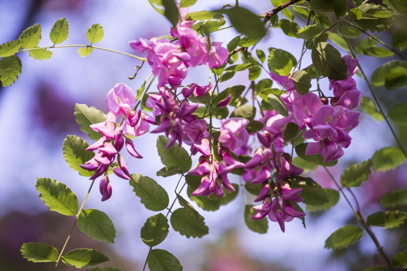 紫色香花槐图片