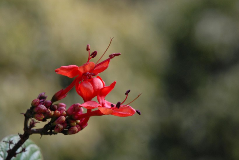 紅萼龍吐珠花卉圖片