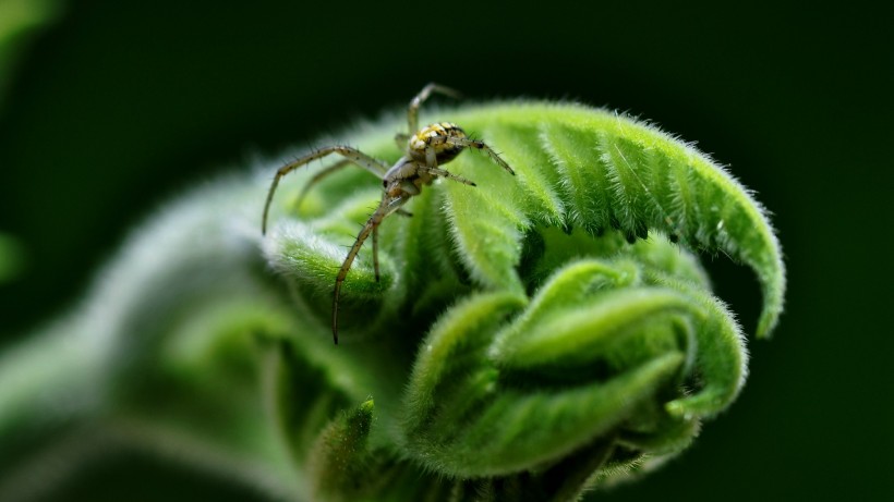 植物藤蔓图片