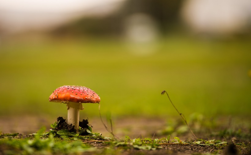 树林里的蘑菇图片