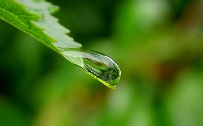 绿叶上的水珠图片