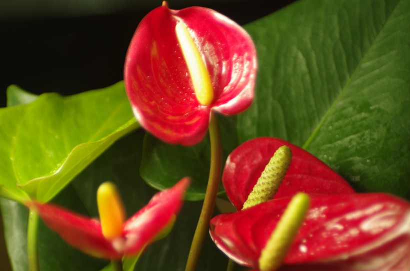 紅掌花圖片