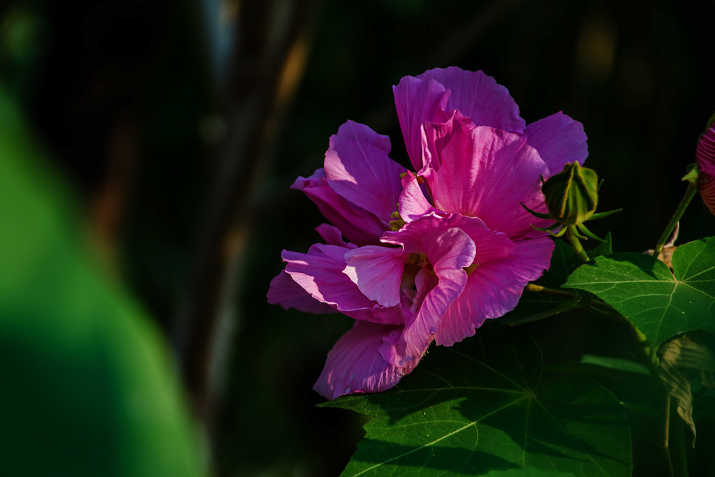 木槿花開慶國慶