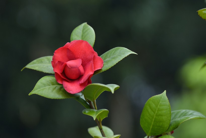 山茶花图片