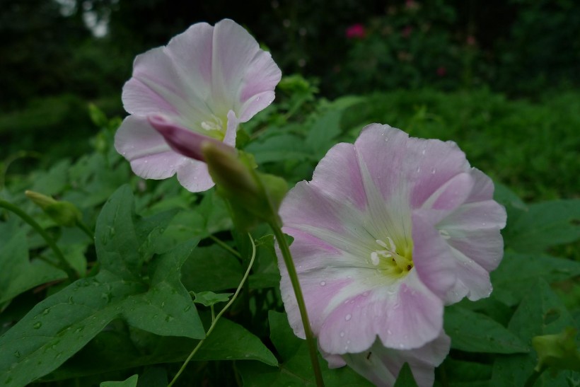 野牵牛花图片