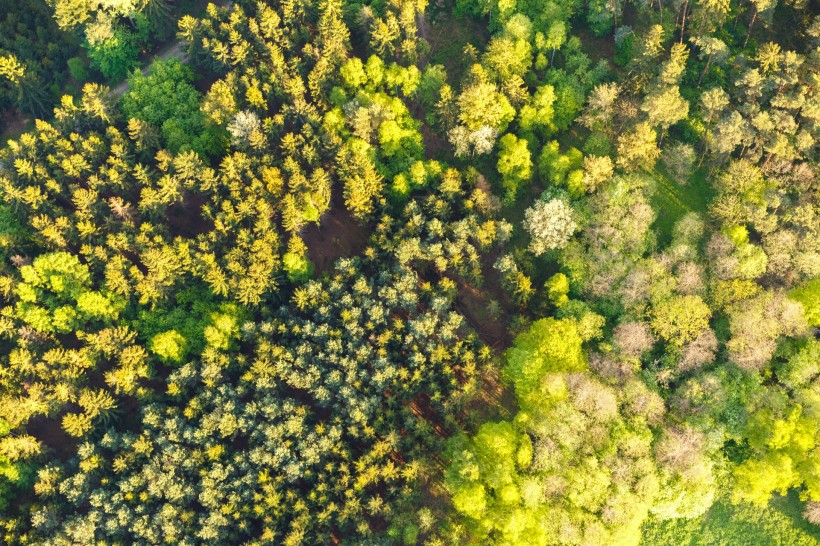 樹冠圖片