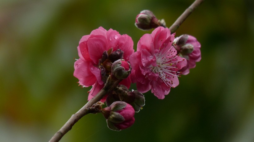 桃花圖片