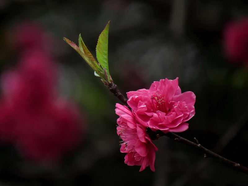 娇艳的桃花图片