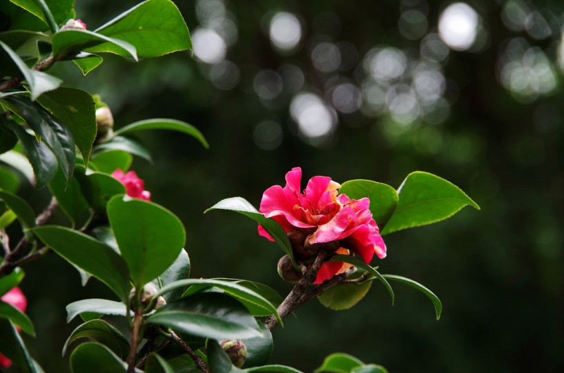 濃艷的山茶花圖片