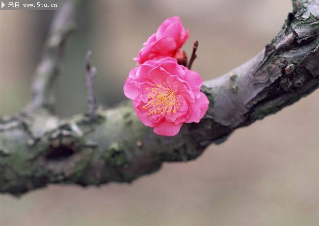 三月是桃花的世界