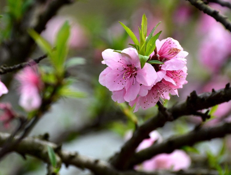 粉色桃花圖片