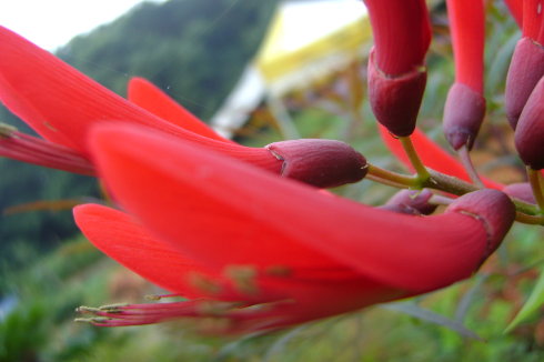 华中师范大学龙牙花