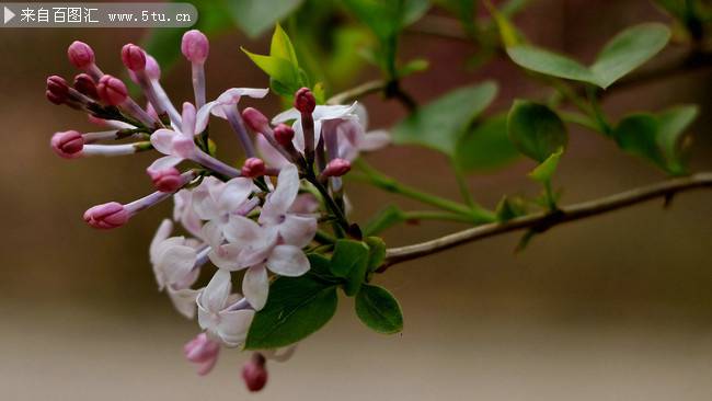 樸素典雅的丁香花特寫圖片