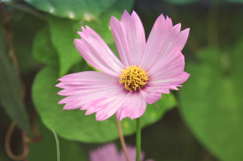 粉色波斯菊图片