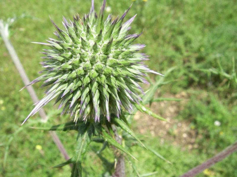 紫色藿香薊花卉圖片