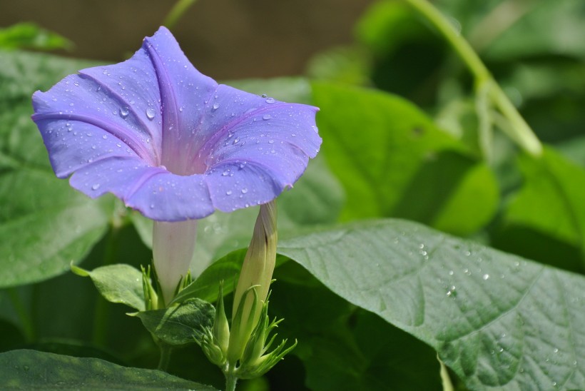 牵牛花图片