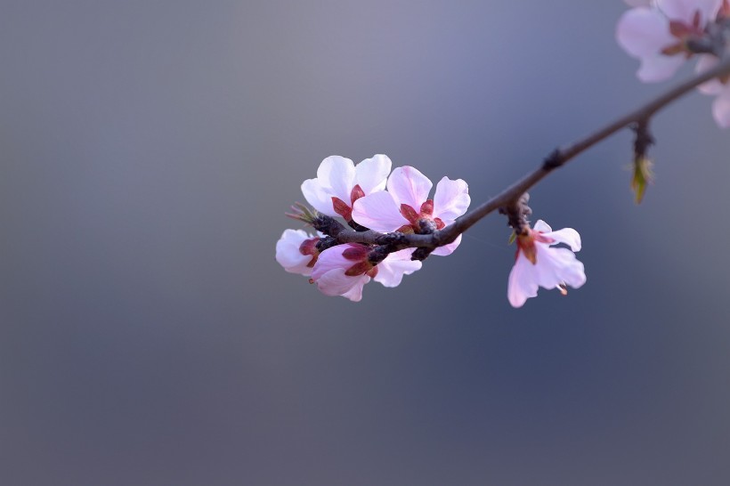 粉色山桃花图片