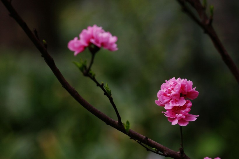 初春桃花图片