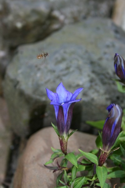 藍(lán)紫色的龍膽花圖片