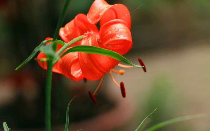 橙色百合花图片