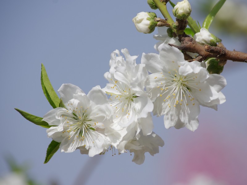 碧桃花圖片