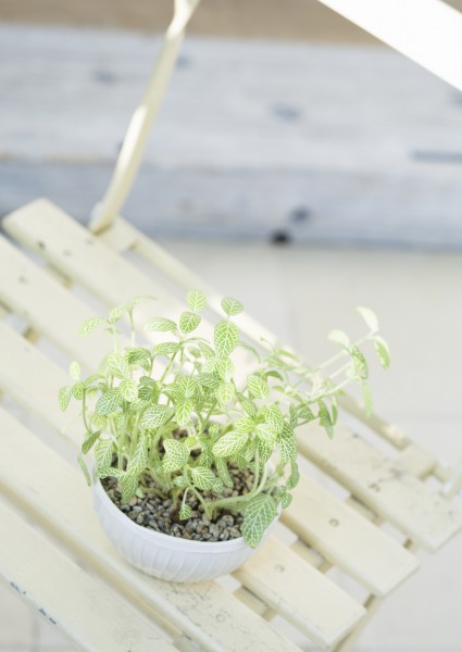 室内植物草药图片