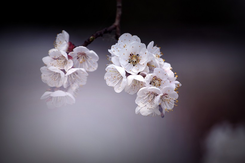 白色杏花圖片