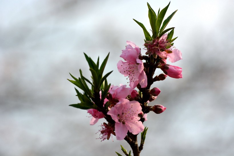 粉色桃花圖片