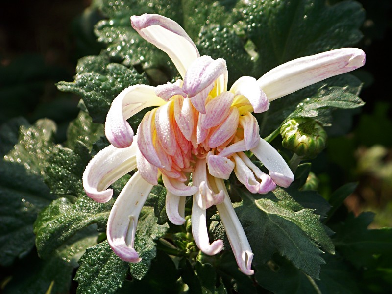 秋日菊花圖片