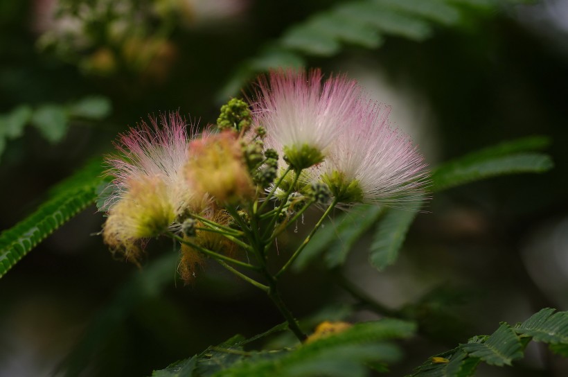 合歡花圖片