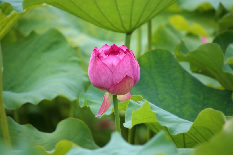 粉色荷花图片