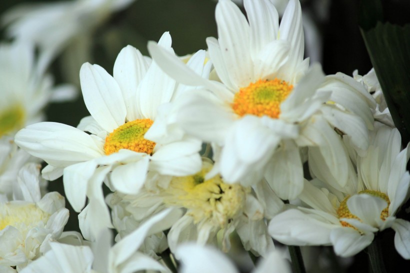 白色雏菊花卉图片