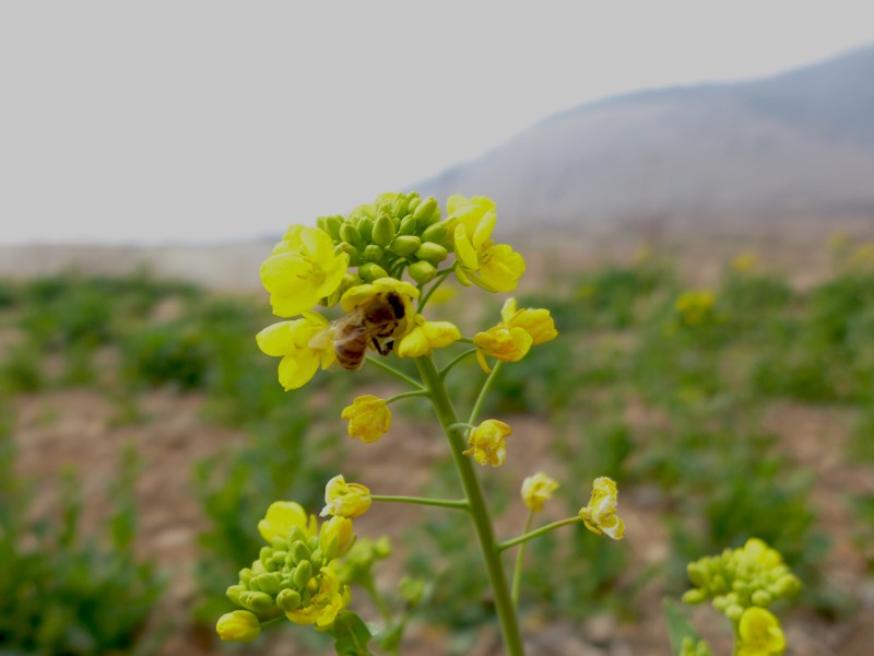 黃色油菜花圖片