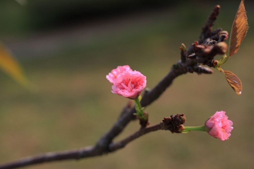 粉色樱花图片