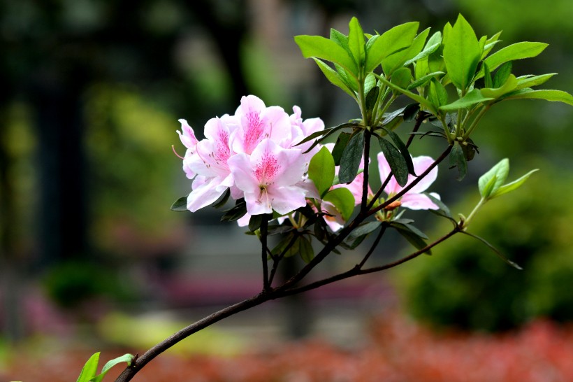 杜鹃花图片