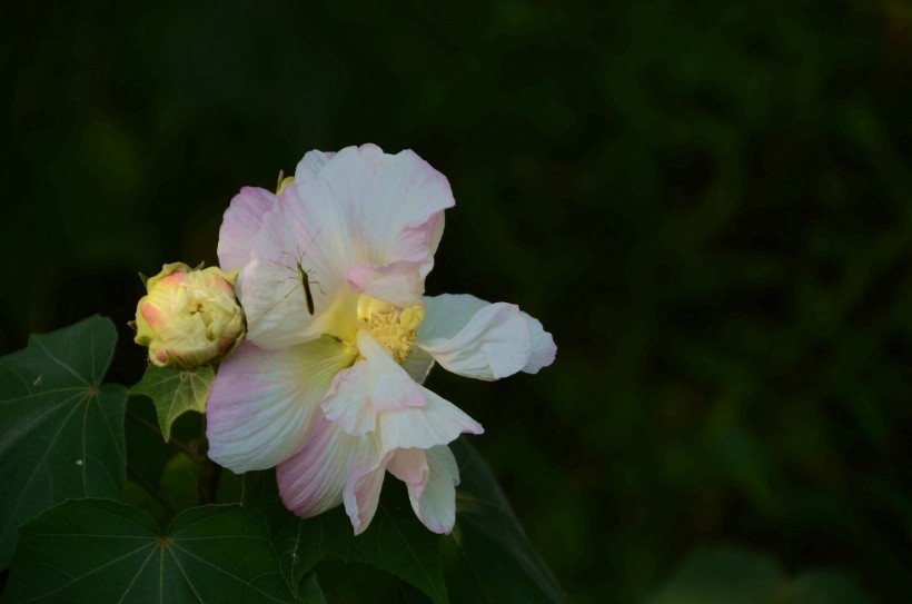 木芙蓉花卉图片