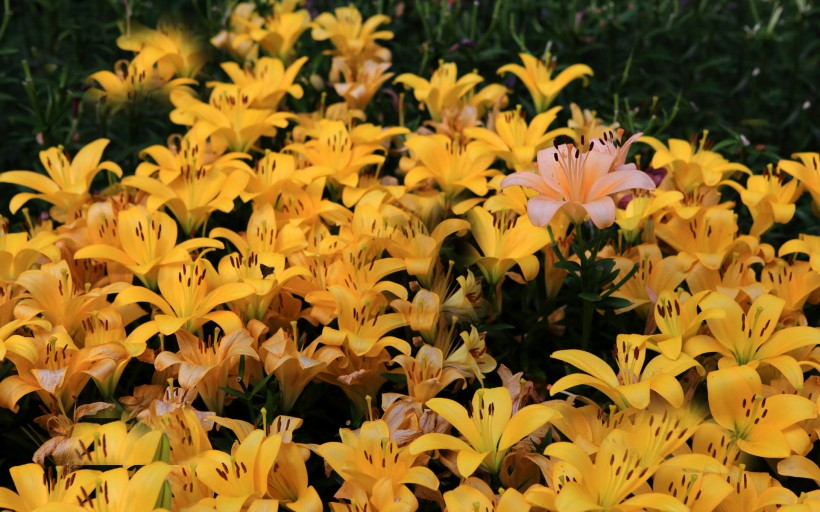 2012杭州慧因高丽寺百合花展图片