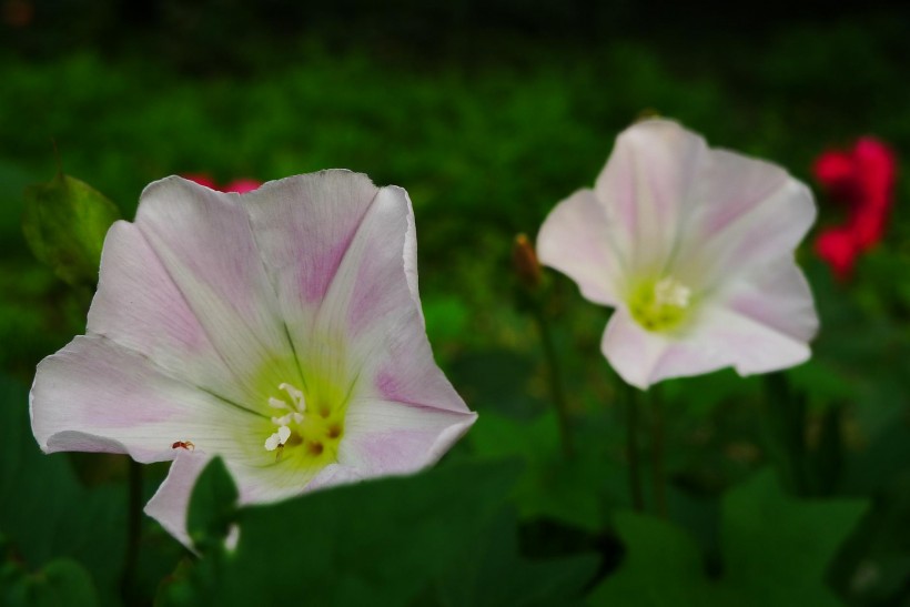 野牵牛花图片